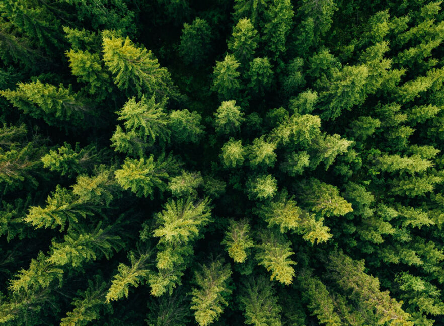Wald_980x730 Wald_980x730
